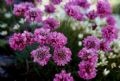 Armeria alpina